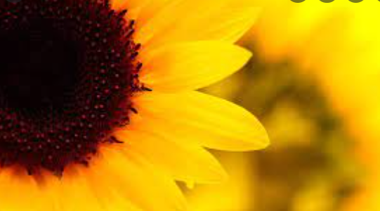 杏耀平台主管,杏耀代理